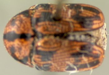 Media type: image; Entomology 20028   Aspect: habitus dorsal view